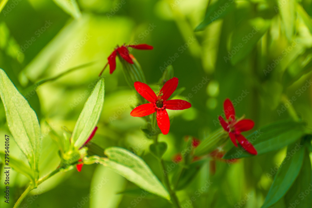 Red royal catchfly flowers. Silene regia. Red royal catchfly flowers. Silene regia.