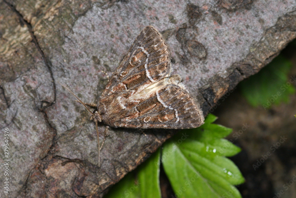Gelbflügel-Raseneule Thalpophila matura (HUFNAGEL, 1766) Opladen 2009:08:02 19:44:23