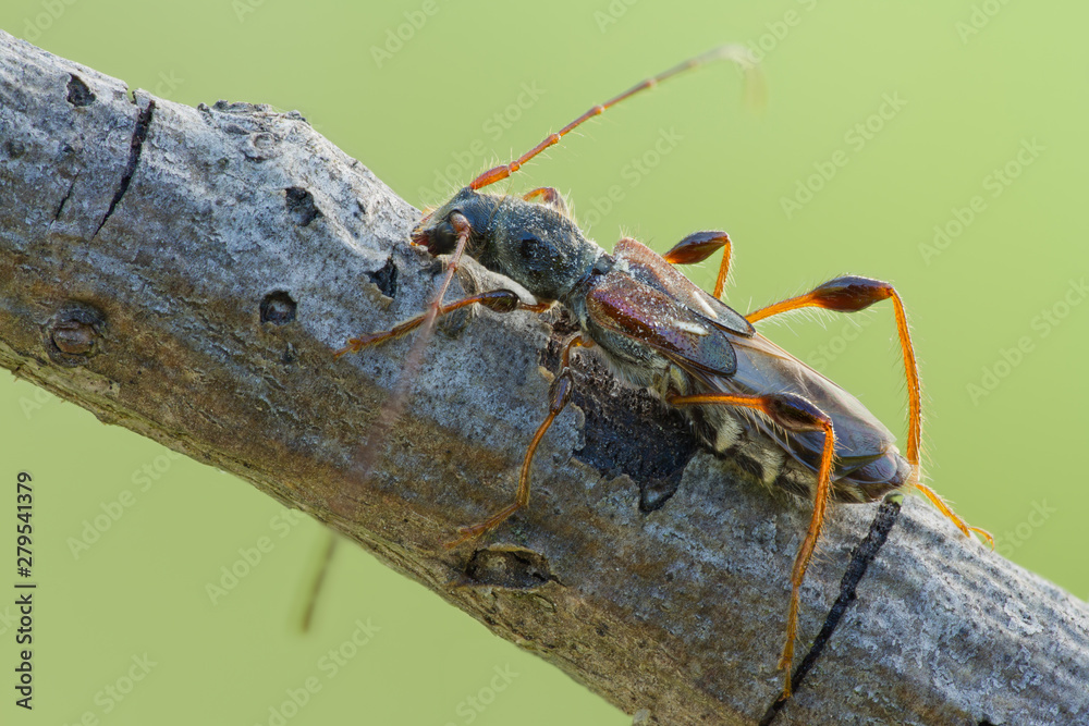 Beetle Molorchus minor on tree branch in natural ocupation. Beetle Molorchus minor in nature on tree close up. Beetle Molorchus minor on tree branch in natural ocupation. Beetle Molorchus minor in nature on tree close up.