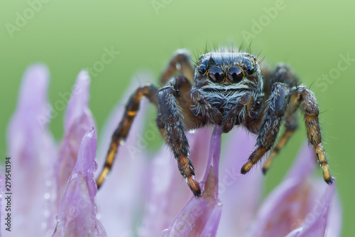 Evarcha arcuata Jumping Spider in nature. Jumping spider in wildlife close up