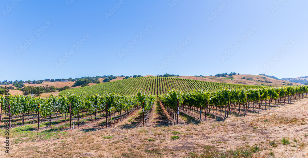 A long panoramic of green vineyards and golden grasses climbing the hillside during summer in Sonoma Wine Country. A blue sky, trees and houses are in the background.