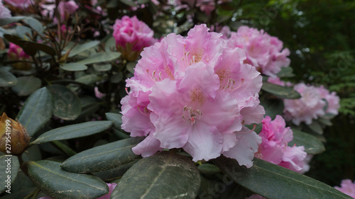 Beautiful spring flower of rhododendron in the park Pruhonice Prague.