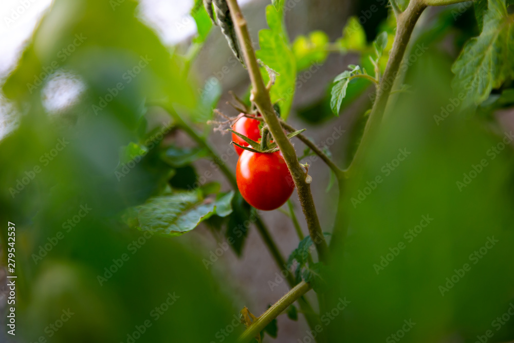 Two ripe red tomatoes hanging on the vine of a tomato cherry plant