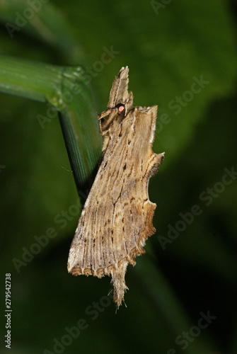 Palpen-Zahnspinner Pterostoma palpina (CLERCK, 1759) Urdenbacher Kämpe (Düsseldorf) 22.05.2009 23:35 photo