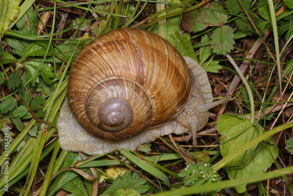 Weinbergschnecke Helix pomatia Lampertstal (Eifel) 2009:06:28 10:45:16 Weinbergschnecke Helix pomatia Lampertstal (Eifel) 2009:06:28 10:45:16