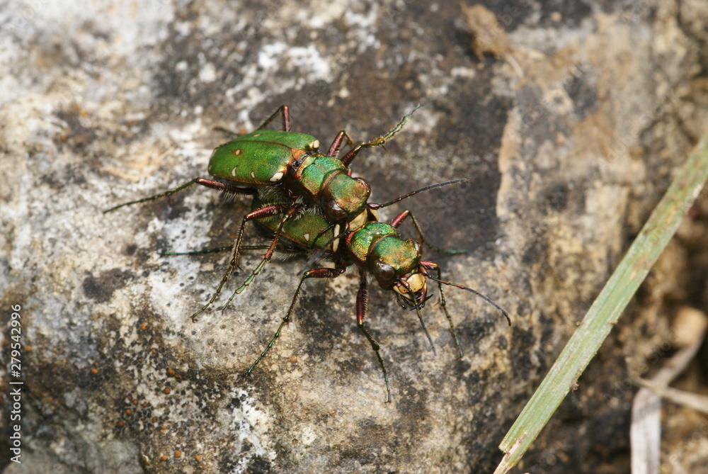 Feld-Sandlaufkäfer Cicindela campestris Lampertstal (Eifel) 2009:07:22 12:02:34 Feld-Sandlaufkäfer Cicindela campestris Lampertstal (Eifel) 2009:07:22 12:02:34