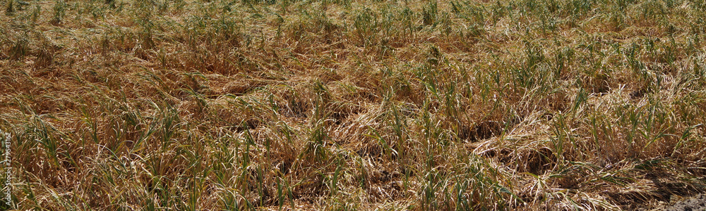Close view of a ready to be cropped agricultural field in rural California 