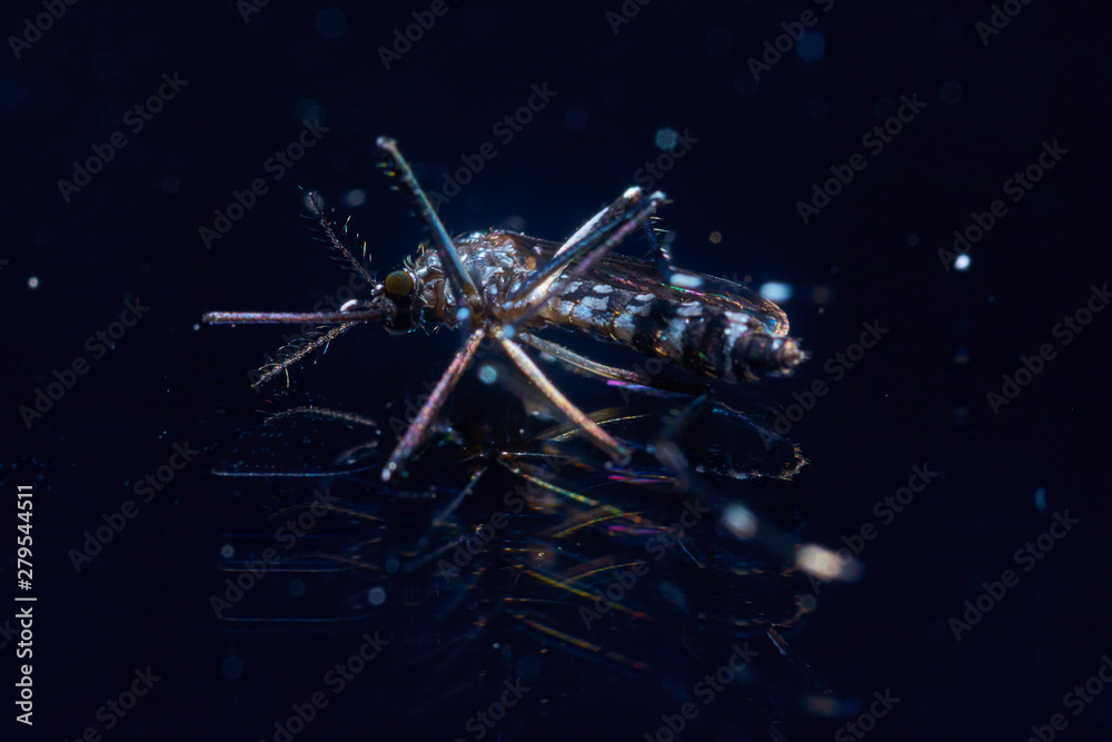 Macro photography of a tiger mosquito