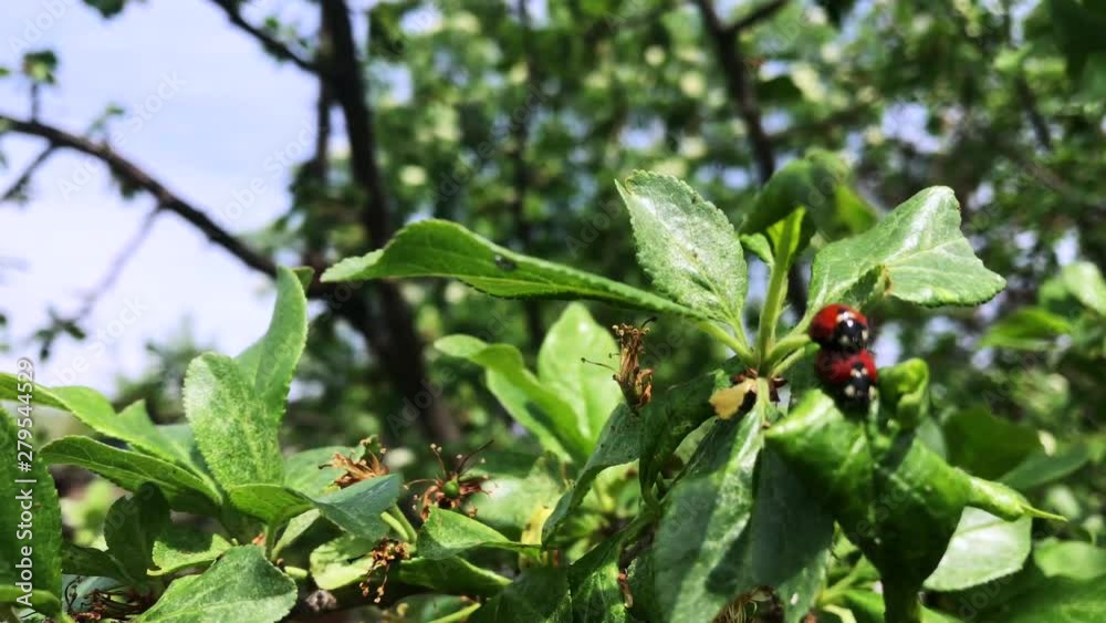 Ladybug on green branch in mating season. Ladybug on green branch in mating season.