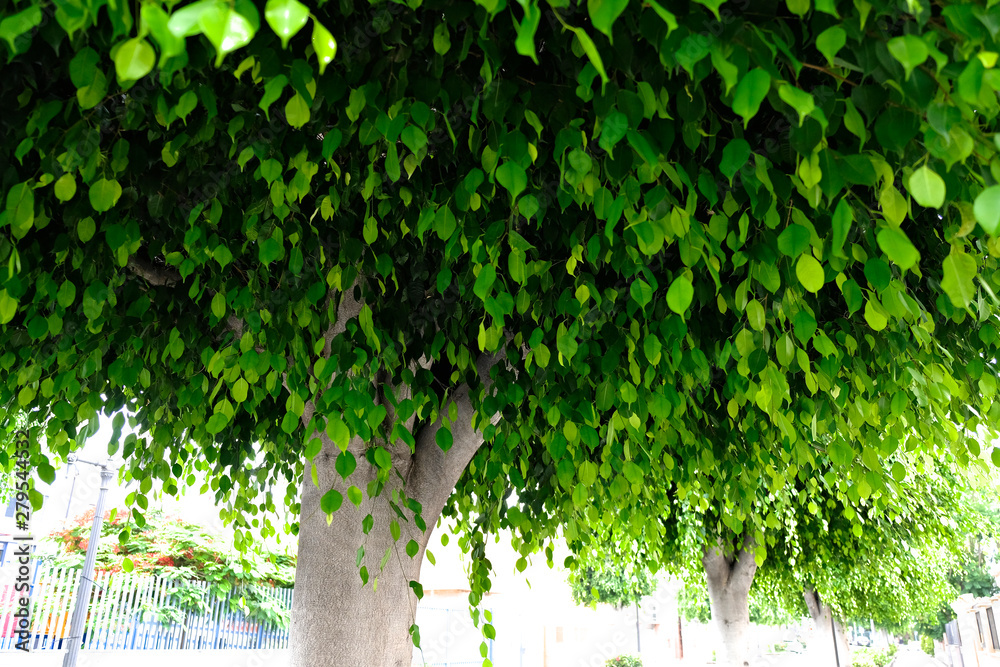 Obraz premium Fresh green leaves, canopy of a tree with many small leaves, low angle image.