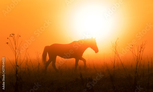 silhouette of a horse in sunset at dawn © Oleg