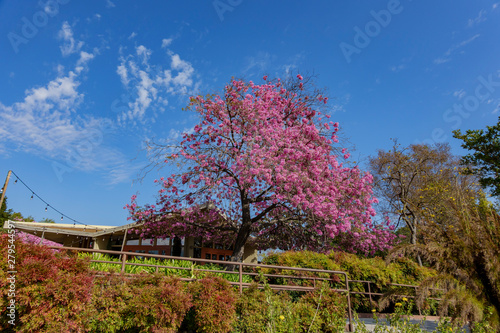 The beautiful purple Handroanthus chrysotrichus blossom photo