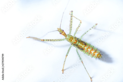 Macro of a murderous Nymph of the genus Zelus. Zelus luridus.
