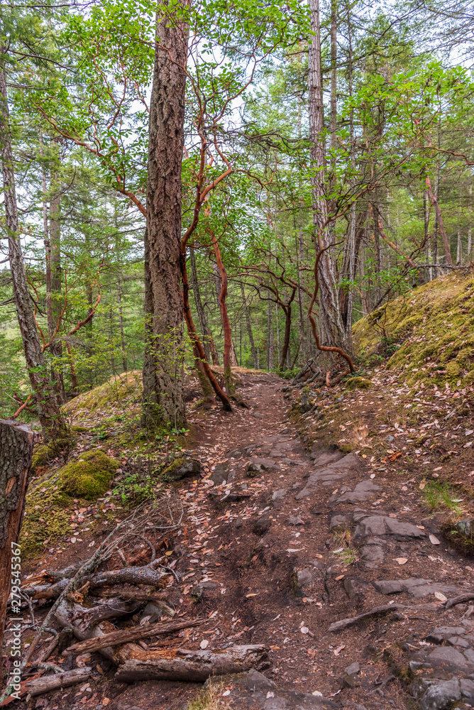 View at Mountain Trail in British Columbia, Canada. Mountains Background.