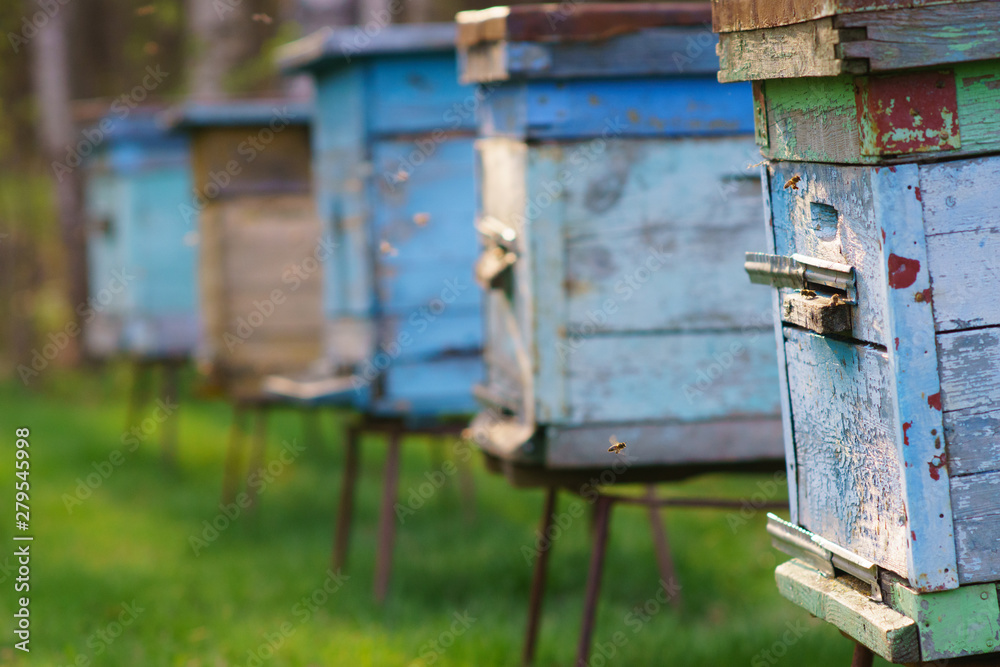 Beehives at the apiary, side view, bees Beehives at the apiary, side view, bees