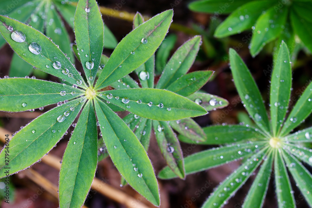 Dew drops on green leaves Dew drops on green leaves