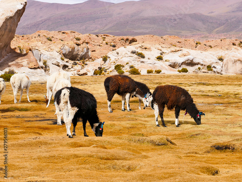 Landscape of the Laguna Negra Black Lagoon, Altiplano, Bolivia.
