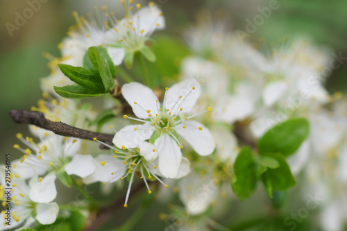 White flowers of apple tree close up, stamens