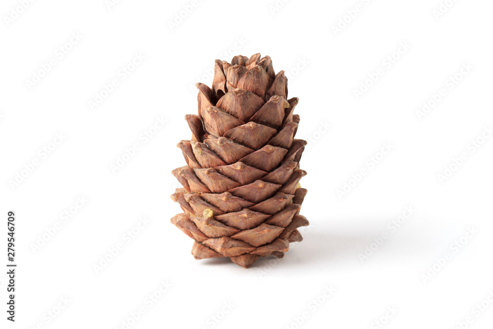 Cedar cone on a white background, isolate Cedar cone on a white background, isolate