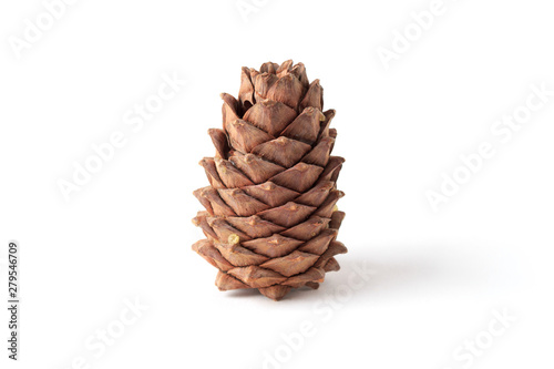 Cedar cone on a white background, isolate