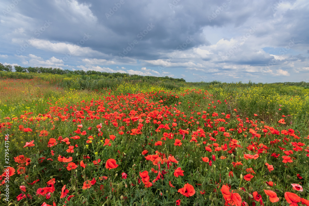 Fototapeta premium bright day red poppies on green field / wild flowers natural beauty