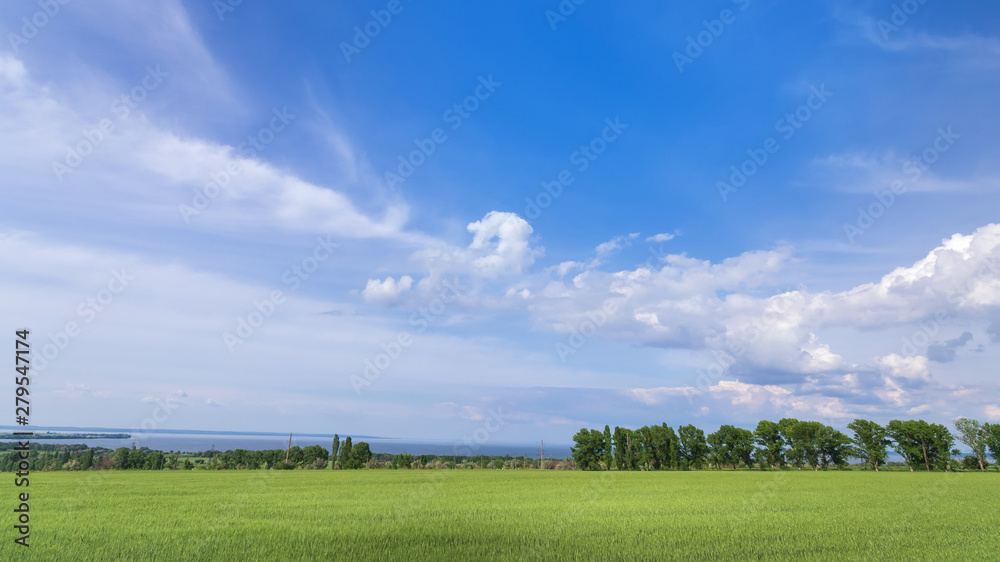 green young wheat field / bright Sunny day agriculture green young wheat field / bright Sunny day agriculture
