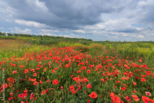 bright day red poppies on green field / wild flowers natural beauty