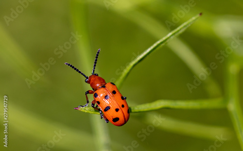 A small scarlet lily beetle (Lilioceris lilii) on a branch of a plant.