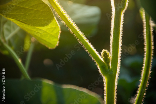 Delicate flower buds of soybean plants on the stem are ready to bloom. Young plant in a field in the rays of the morning sun.