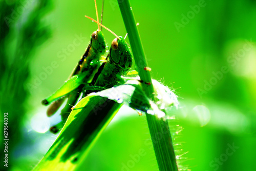 grasshopper on leaf