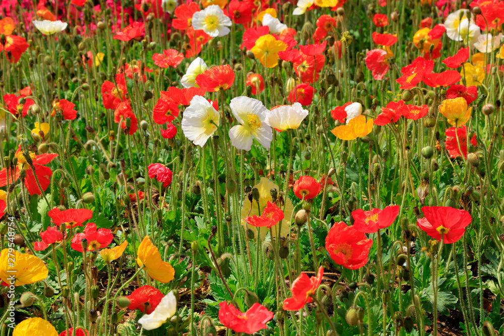 Poppy flowers in the garden