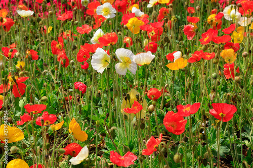 Poppy flowers in the garden