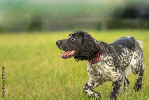 Canvas Print Proud Young proud english springer spaniel hunting dog on a meadow