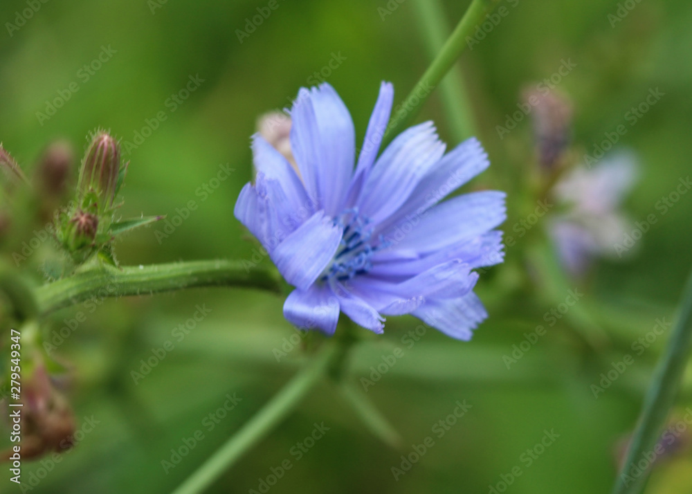 Common chicory flower, (Cichorium intybus) blooming in the summer season