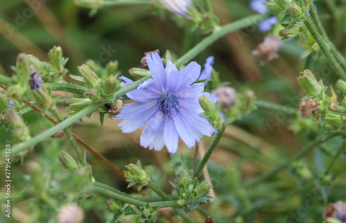 Common chicory flower, (Cichorium intybus) blooming in the summer season