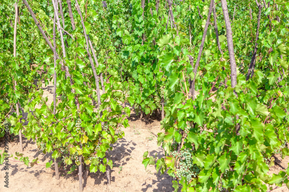 green vineyards in the summer season green vineyards in the summer season