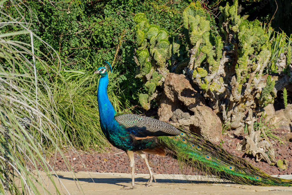Naklejka premium Male Peacock walking around