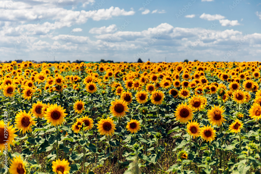 Fototapeta premium Sunflower field landscape. Sunflower natural background. Sunflower blooming.