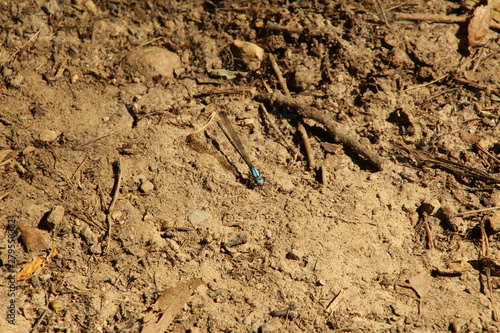 Blue Dragonfly in the Dirt