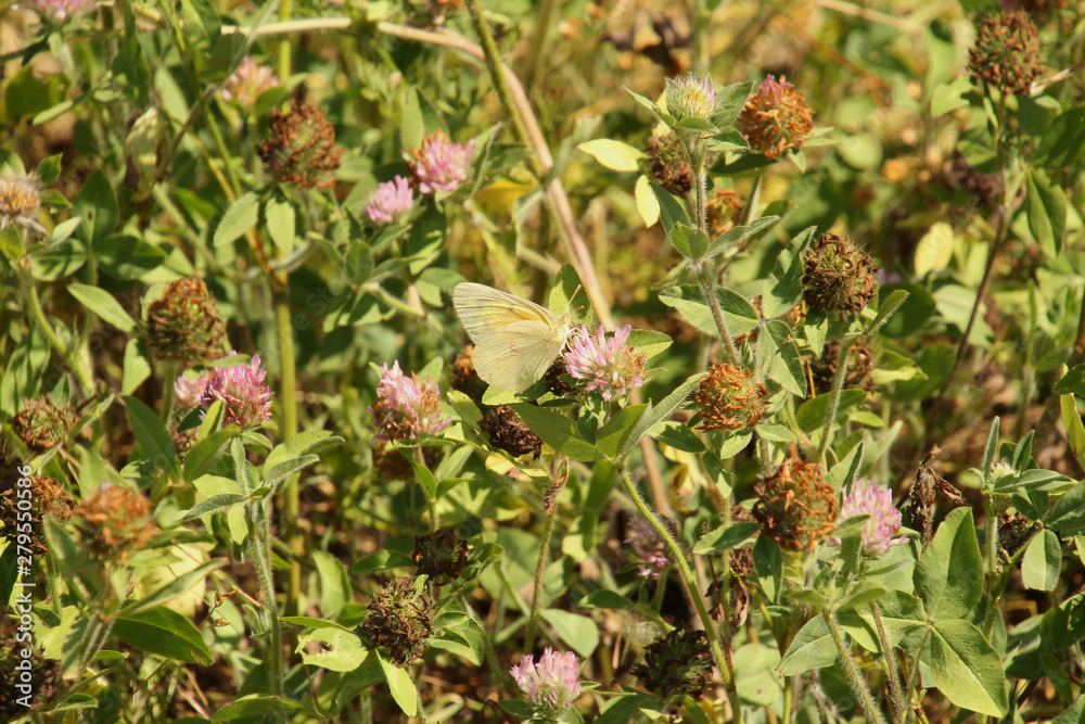 Yellow Butterfly on Thisles Yellow Butterfly on Thisles