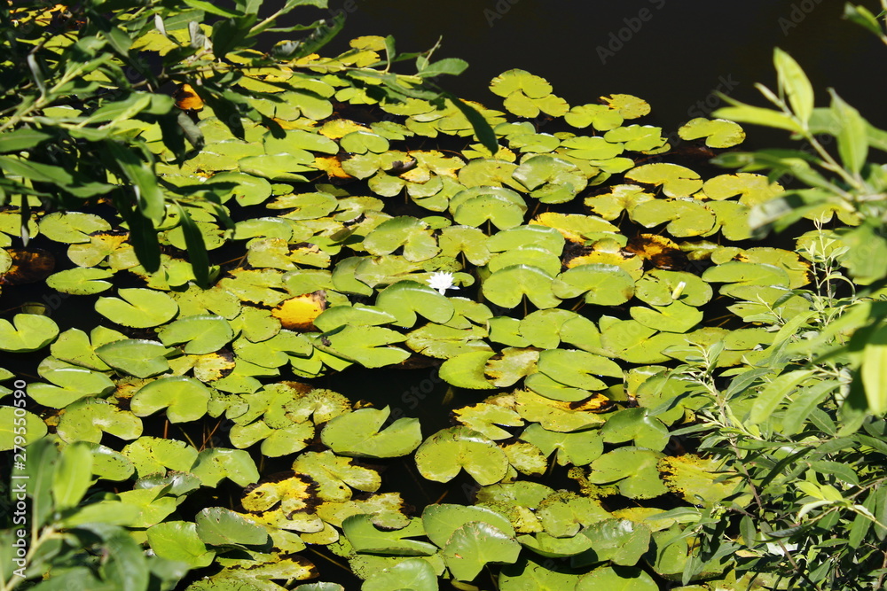 leaves in the pond