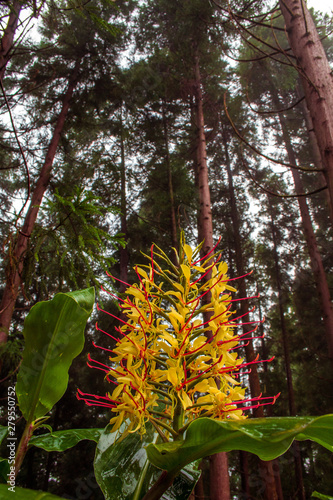 Conteira (Hedychium gardnerianum) flowers growing in the green forests on Sao Miguel Island, Azores, Portugal photo