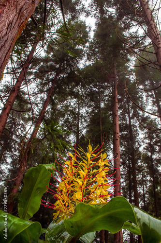 Conteira (Hedychium gardnerianum) flowers growing in the green forests on Sao Miguel Island, Azores, Portugal photo
