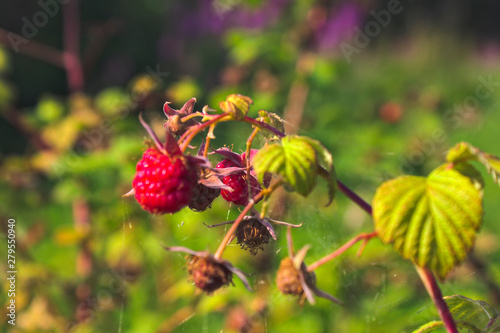 Ripe red berries of the forest raspberry on the branch close-up.