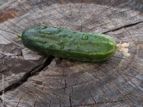 Wet cucumber in drops of water lying on the stump. Close-up. Still life.