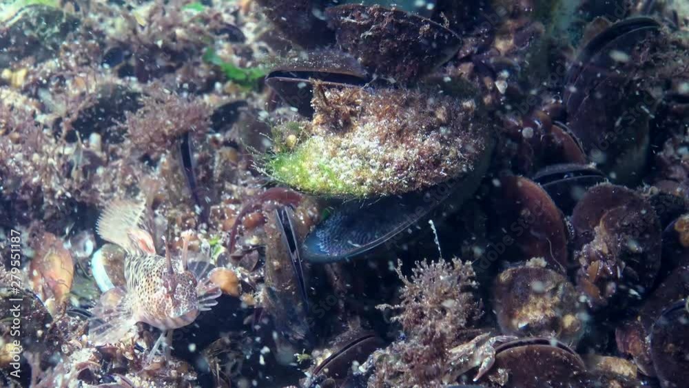 Tentacled blenny (Parablennius tentacularis). The male is on the bottom, medium shot. Black Sea. Tentacled blenny (Parablennius tentacularis). The male is on the bottom, medium shot. Black Sea.