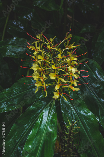 Conteira (Hedychium gardnerianum) flowers growing in the green forests on Sao Miguel Island, Azores, Portugal photo