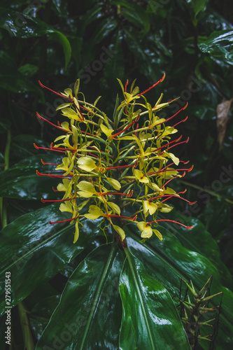 Conteira (Hedychium gardnerianum) flowers growing in the green forests on Sao Miguel Island, Azores, Portugal photo