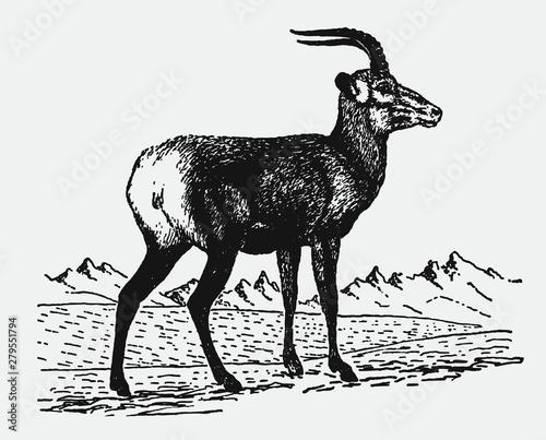 Goa or tibetan gazelle procapra picticaudata standing in a hilly landscape. Illustration after a historical engraving from the early 20th century