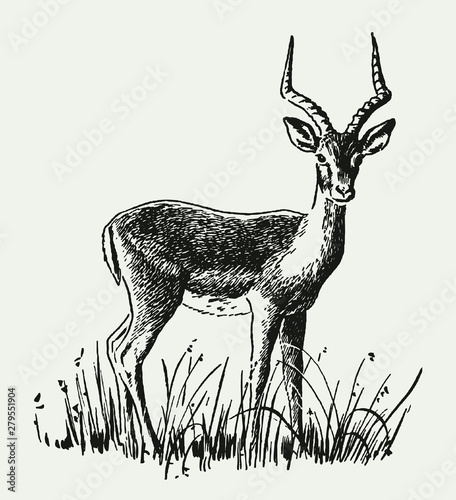 Slender impala aepyceros melampus ram standing in tall grasses. Illustration after a historical engraving from the early 20th century